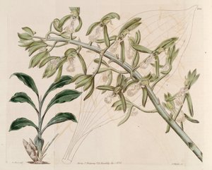 Illustration av Catasetum cristatum av M. Hart