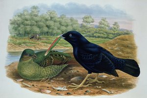 Ptilonorhyncus Violaceus, Satin Bowerbird av M. Hart
