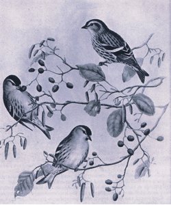 Siskins, Nature in Britain publicerad av Collins, 1946