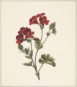 röd blomma av M. de Gijselaar