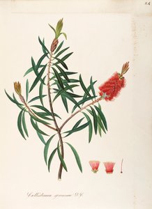 Albany Bottlebrush (Callistemon speciosum DC), Myrtaceae, buske med ihållande löv, hemma i Australien, akvarell av Maddalena Lisa Mussino