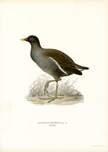 Vanlig morhöna (färg litho) av Magnus Ferdinand and Wilhelm von Wright