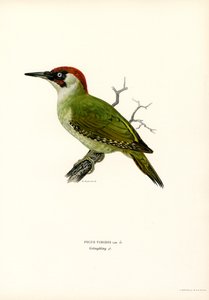 Grön hackspett (färg litho) av Magnus Ferdinand and Wilhelm von Wright