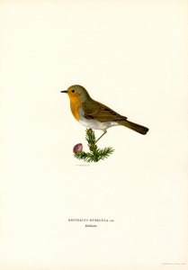 Robin (färg litho)