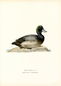 American Scaup Duck (litho i färg) av Magnus Ferdinand and Wilhelm von Wright