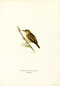 Vattensångare (färg litho) av Magnus Ferdinand and Wilhelm von Wright