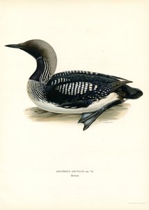 Arctic Loon (färg litho) av Magnus Ferdinand and Wilhelm von Wright
