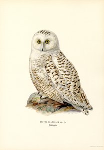 Arctic Owl (färg litho) av Magnus Ferdinand and Wilhelm von Wright