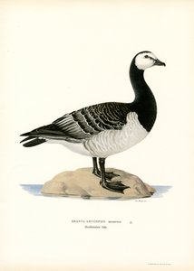 Havsmörgås (färg litho) av Magnus Ferdinand and Wilhelm von Wright