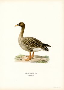 Bean Goose (färg litho) av Magnus Ferdinand and Wilhelm von Wright