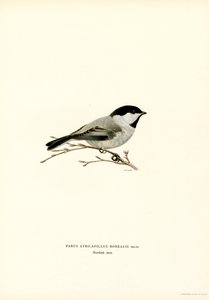 Black-capped Chickadee (färg litho)