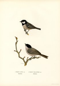 Svartkröntmes (färg litho) av Magnus Ferdinand and Wilhelm von Wright