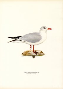 Svarthuvudmås (färg litho) av Magnus Ferdinand and Wilhelm von Wright