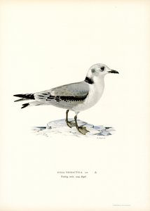 Svartbent kattunga (färg litho) av Magnus Ferdinand and Wilhelm von Wright