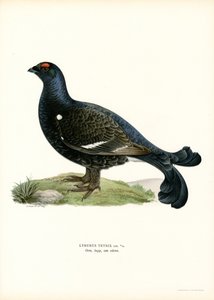 Orra (färg litho) av Magnus Ferdinand and Wilhelm von Wright