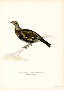 Orre x Western Tjäder (färg litho) av Magnus Ferdinand and Wilhelm von Wright