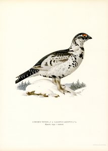 Orra x Willow Ptarmigan (färg litho) av Magnus Ferdinand and Wilhelm von Wright