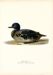 Black Scoter (färg litho) av Magnus Ferdinand and Wilhelm von Wright