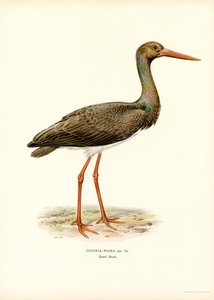 Svart stork (färg litho) av Magnus Ferdinand and Wilhelm von Wright