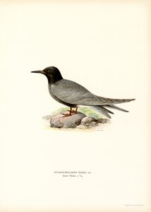 Svart tärna (färg litho) av Magnus Ferdinand and Wilhelm von Wright