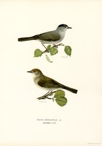 Blackcap (färg litho) av Magnus Ferdinand and Wilhelm von Wright