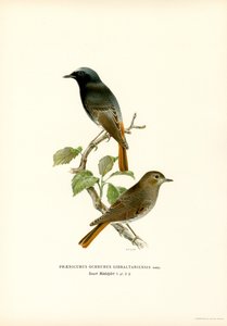 Blackstart (färg litho) av Magnus Ferdinand and Wilhelm von Wright