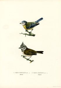 Blåmes (färg litho) av Magnus Ferdinand and Wilhelm von Wright