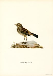 Blåstrupe (färg litho) av Magnus Ferdinand and Wilhelm von Wright