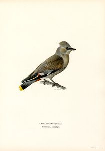 Bohemian Waxwing (färgdelar) av Magnus Ferdinand and Wilhelm von Wright