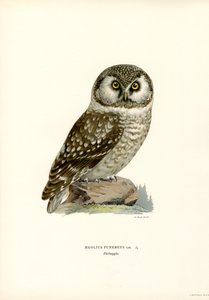 Boreal uggla (färg litho) av Magnus Ferdinand and Wilhelm von Wright