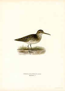 Brednäbbad sandsnäppa (färg litho) av Magnus Ferdinand and Wilhelm von Wright