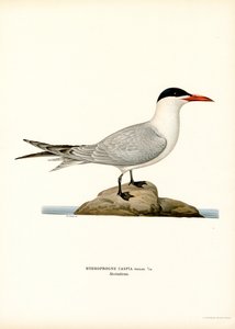 Kaspisk tärna (färg litho) av Magnus Ferdinand and Wilhelm von Wright