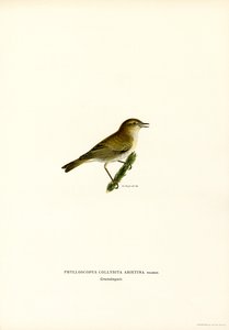 Chiffchaff (färg litho) av Magnus Ferdinand and Wilhelm von Wright