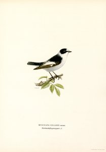 Krageflugsnappare (färg litho) av Magnus Ferdinand and Wilhelm von Wright