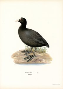 Sothöna (färg litho) av Magnus Ferdinand and Wilhelm von Wright