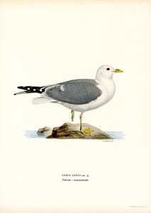 Vanlig mås (färg litho) av Magnus Ferdinand and Wilhelm von Wright
