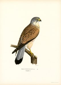 Vanlig tornfalk (litho i färg) av Magnus Ferdinand and Wilhelm von Wright