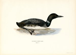 Vanlig lom (färg litho) av Magnus Ferdinand and Wilhelm von Wright