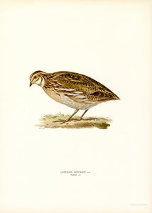 Vanlig vaktel (färg litho) av Magnus Ferdinand and Wilhelm von Wright