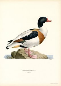 Vanlig Shelduck (färg litho) av Magnus Ferdinand and Wilhelm von Wright