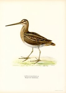 Snipe (färg litho) av Magnus Ferdinand and Wilhelm von Wright