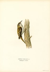 Vanlig trädkrypare (färg litho) av Magnus Ferdinand and Wilhelm von Wright