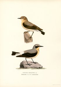 Vanlig vete (färg litho) av Magnus Ferdinand and Wilhelm von Wright
