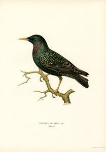Stare (färg litho) av Magnus Ferdinand and Wilhelm von Wright