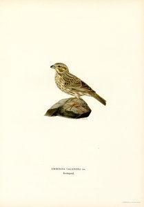 Majssparv (färg litho) av Magnus Ferdinand and Wilhelm von Wright