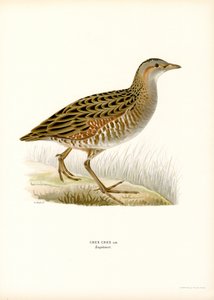 Corn Crake (färg litho) av Magnus Ferdinand and Wilhelm von Wright