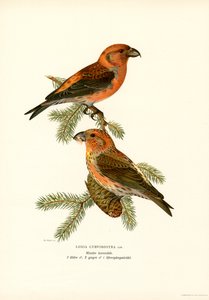 Korsnäbb (färg litho) av Magnus Ferdinand and Wilhelm von Wright