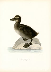 Ejderanka (litho i färg) av Magnus Ferdinand and Wilhelm von Wright