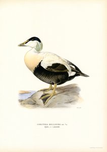 Ejderanka (litho i färg) av Magnus Ferdinand and Wilhelm von Wright