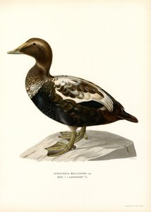 Ejderanka (litho i färg) av Magnus Ferdinand and Wilhelm von Wright